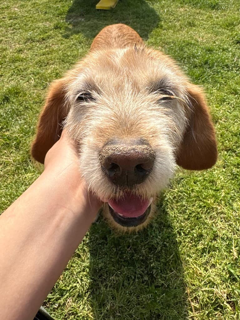 Serena - Terrier available for adoption