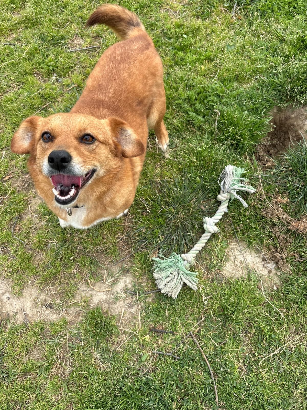 Wilma - Terrier Mix available for adoption