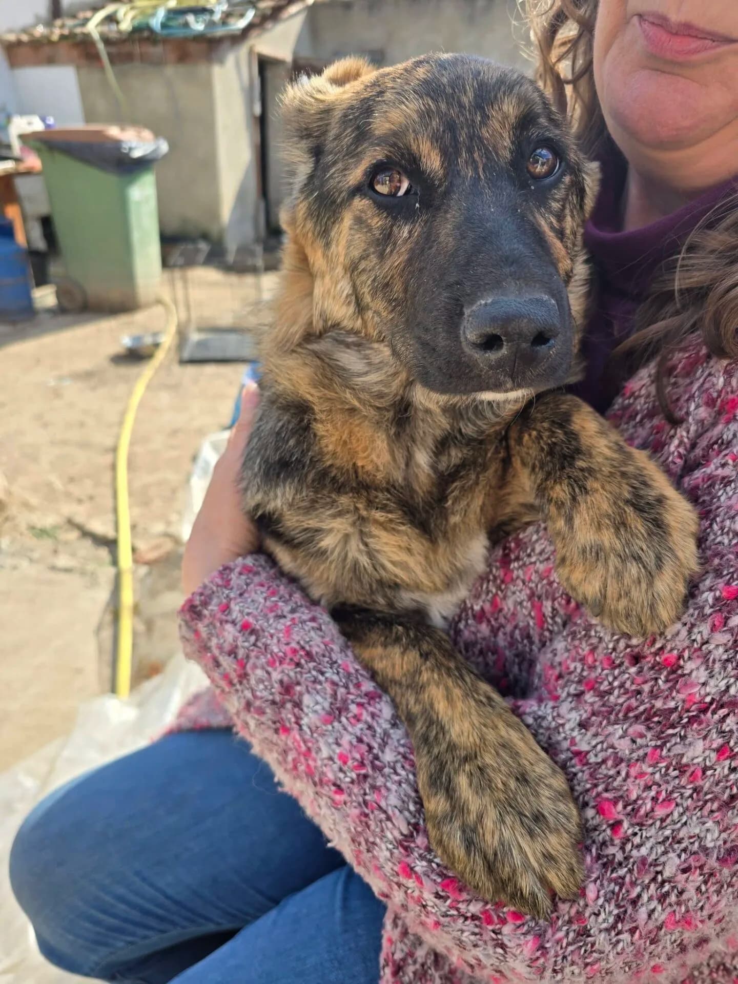 Betty - Dog available for adoption
