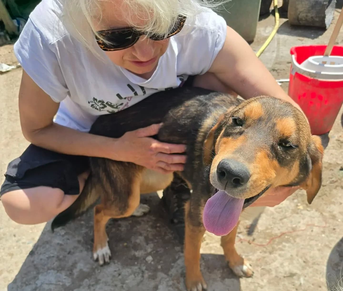 Helena - Dog available for adoption