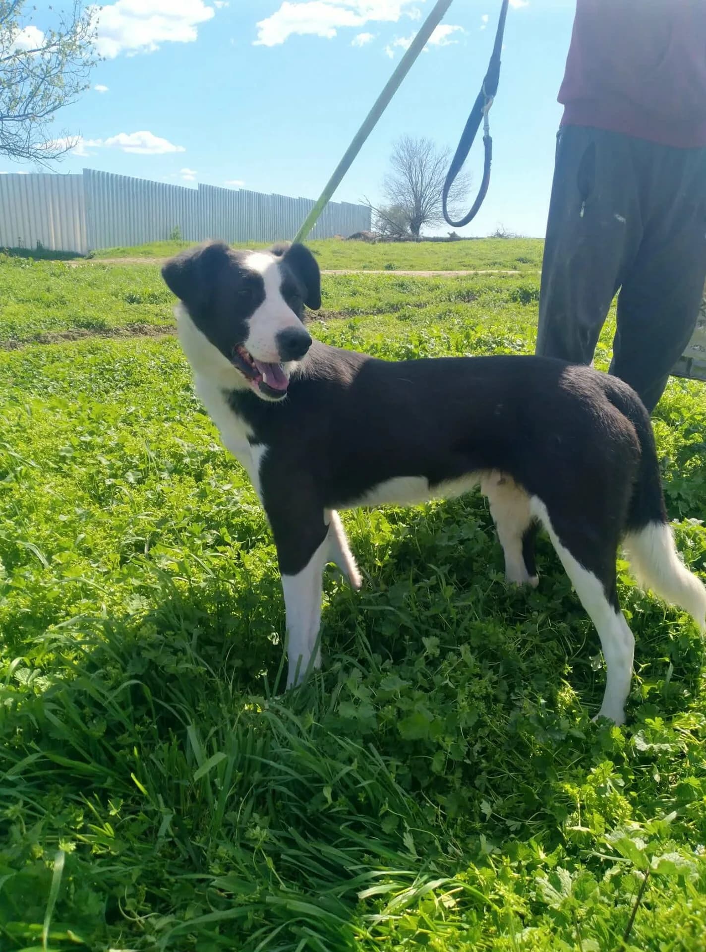 Hiltz - Dog available for adoption