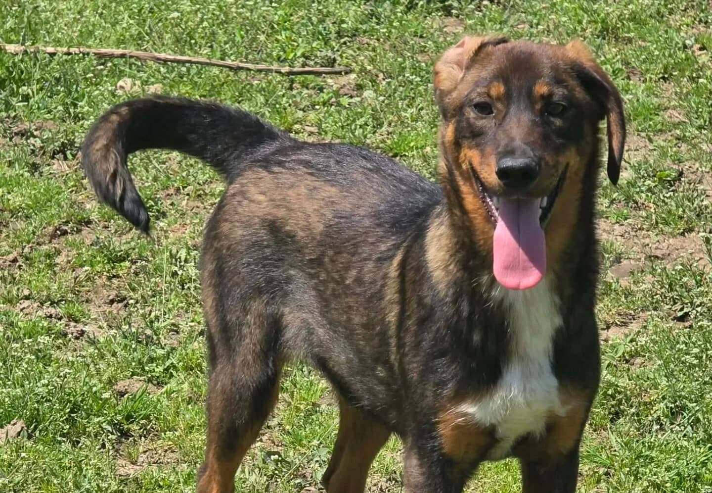 Holly - Dog available for adoption