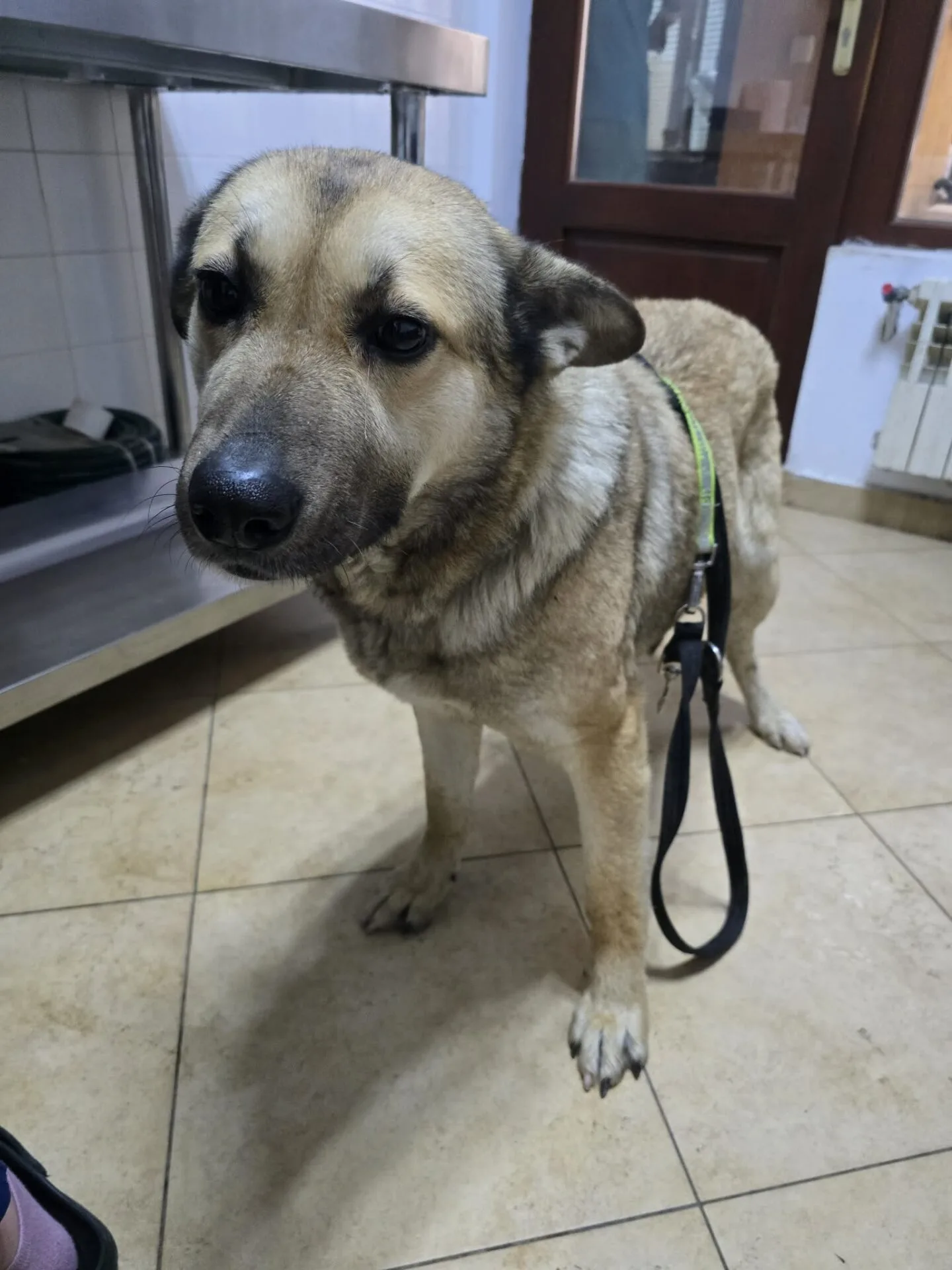 Sara 2 - Dog available for adoption