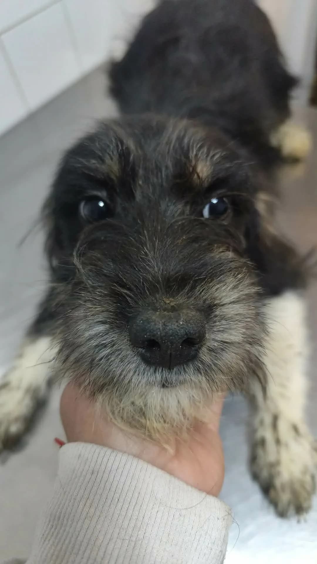 Villi - Dog available for adoption