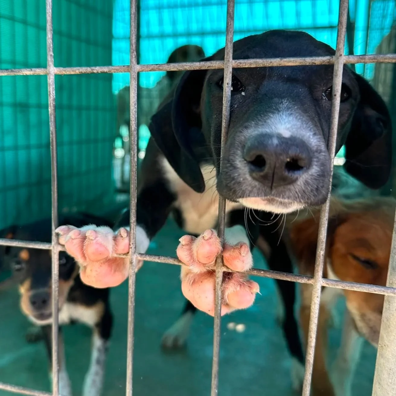 Anda - Mixed Breed available for adoption