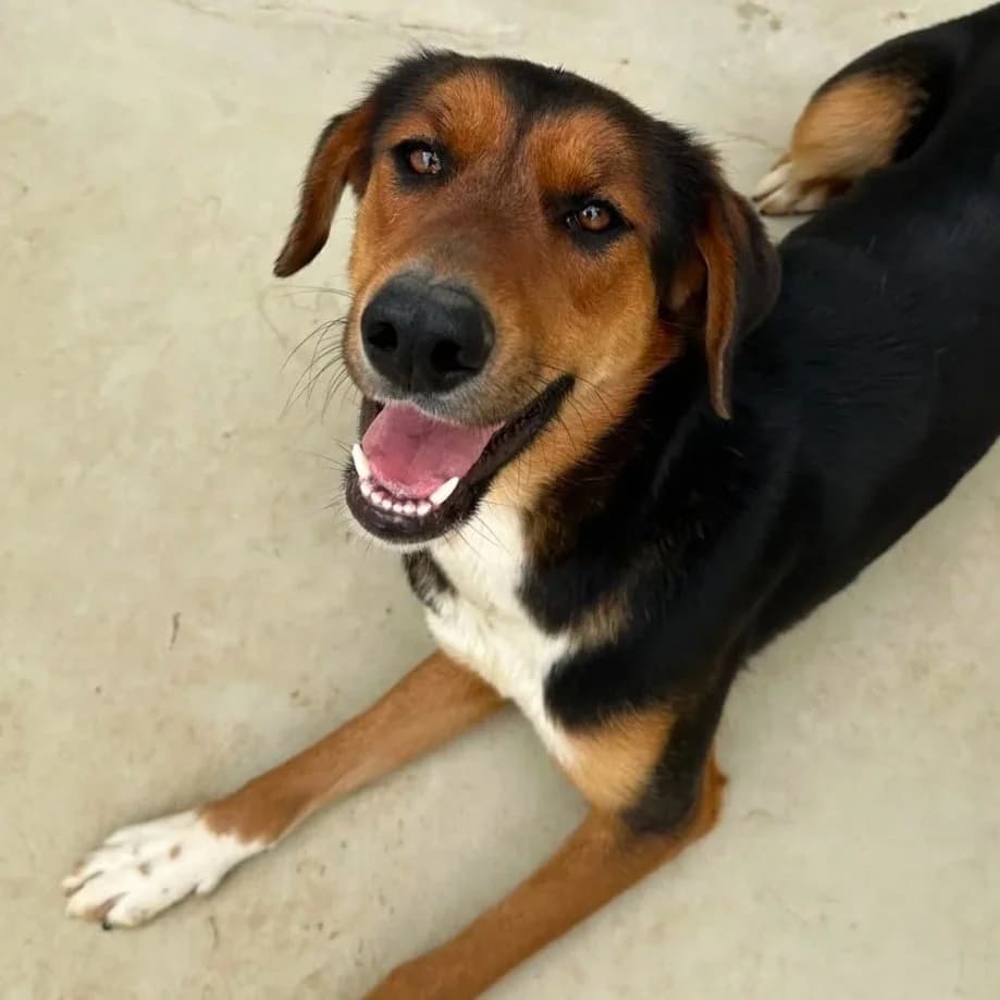 Birdie - Mixed Breed available for adoption