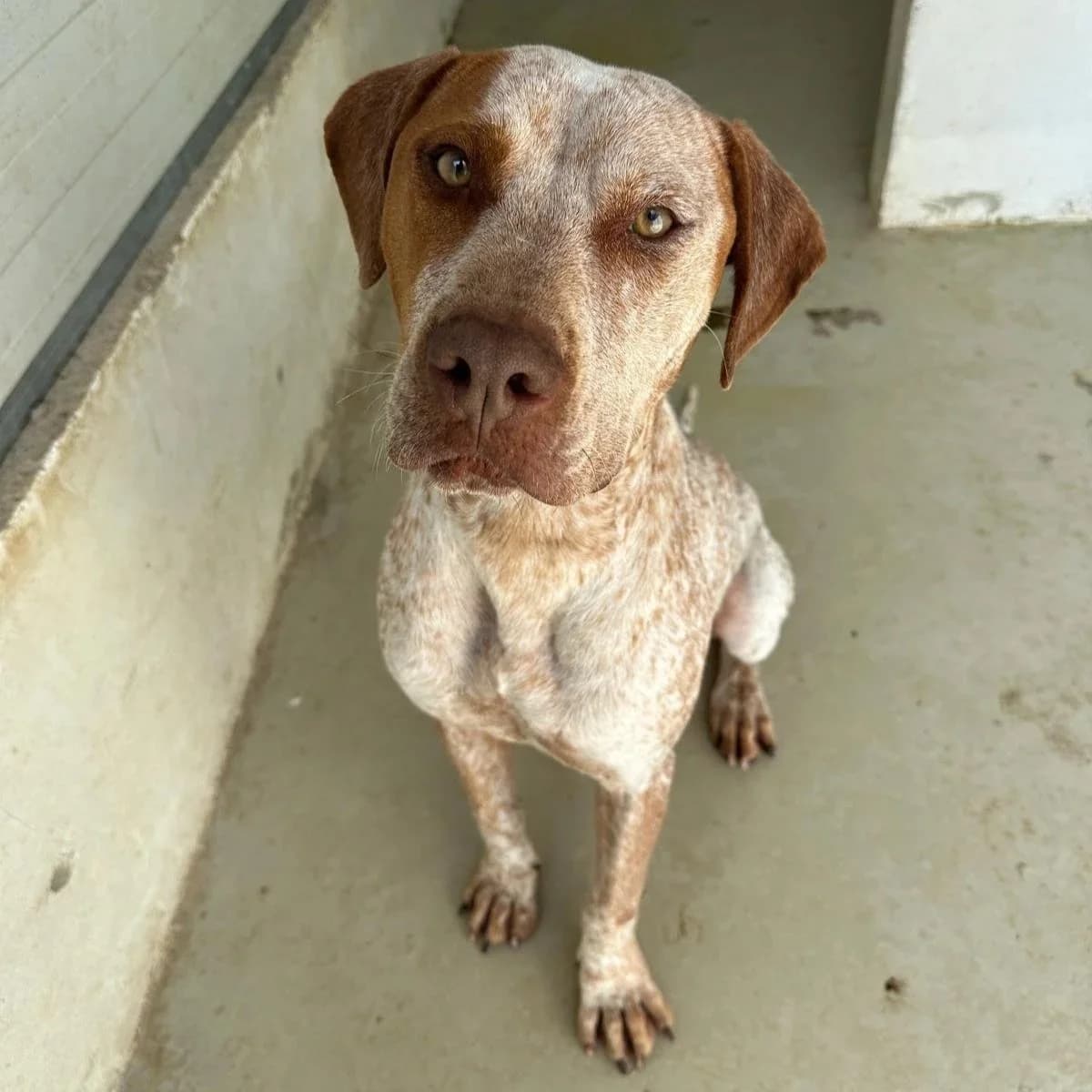 Brock - Mixed Breed available for adoption