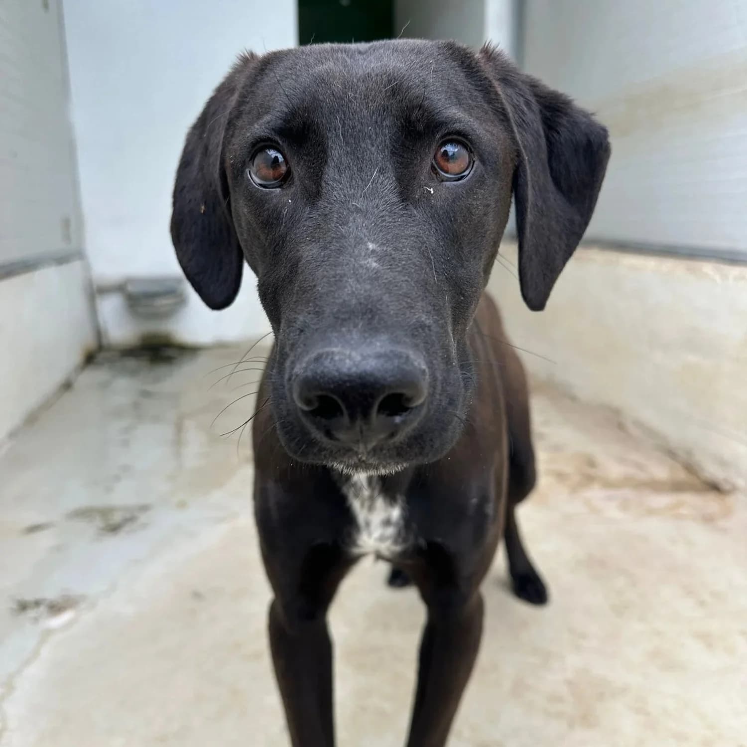 Chase - Mixed Breed available for adoption