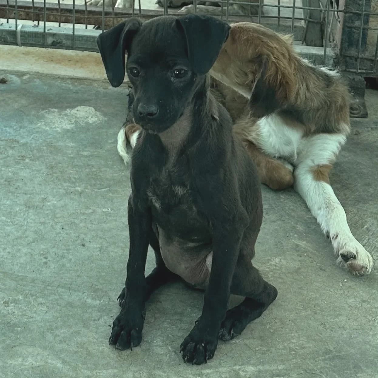 Elen - Mixed Breed available for adoption