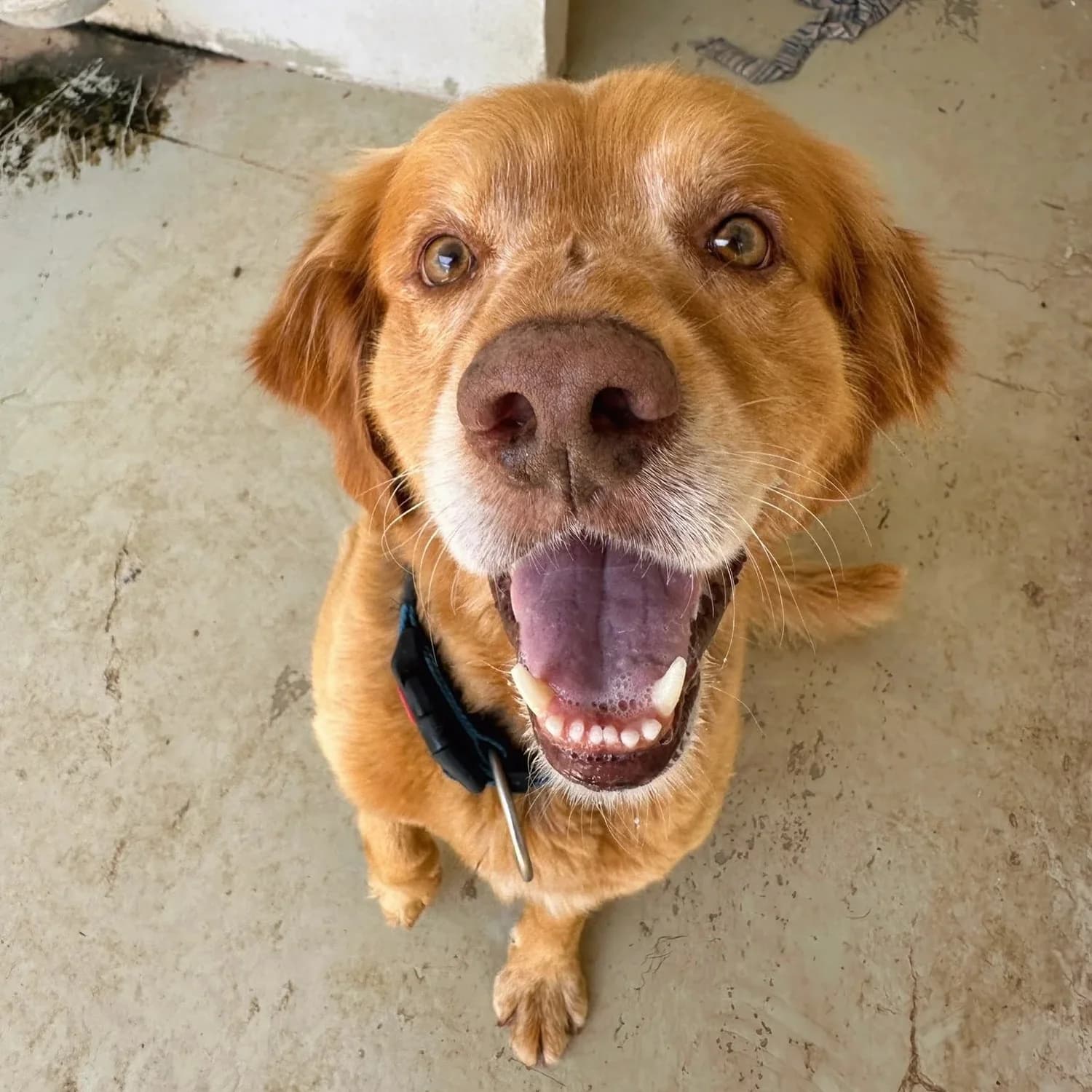 Fred - Mixed Breed available for adoption