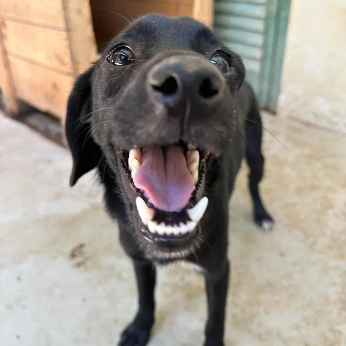 Frodo - Mixed Breed available for adoption