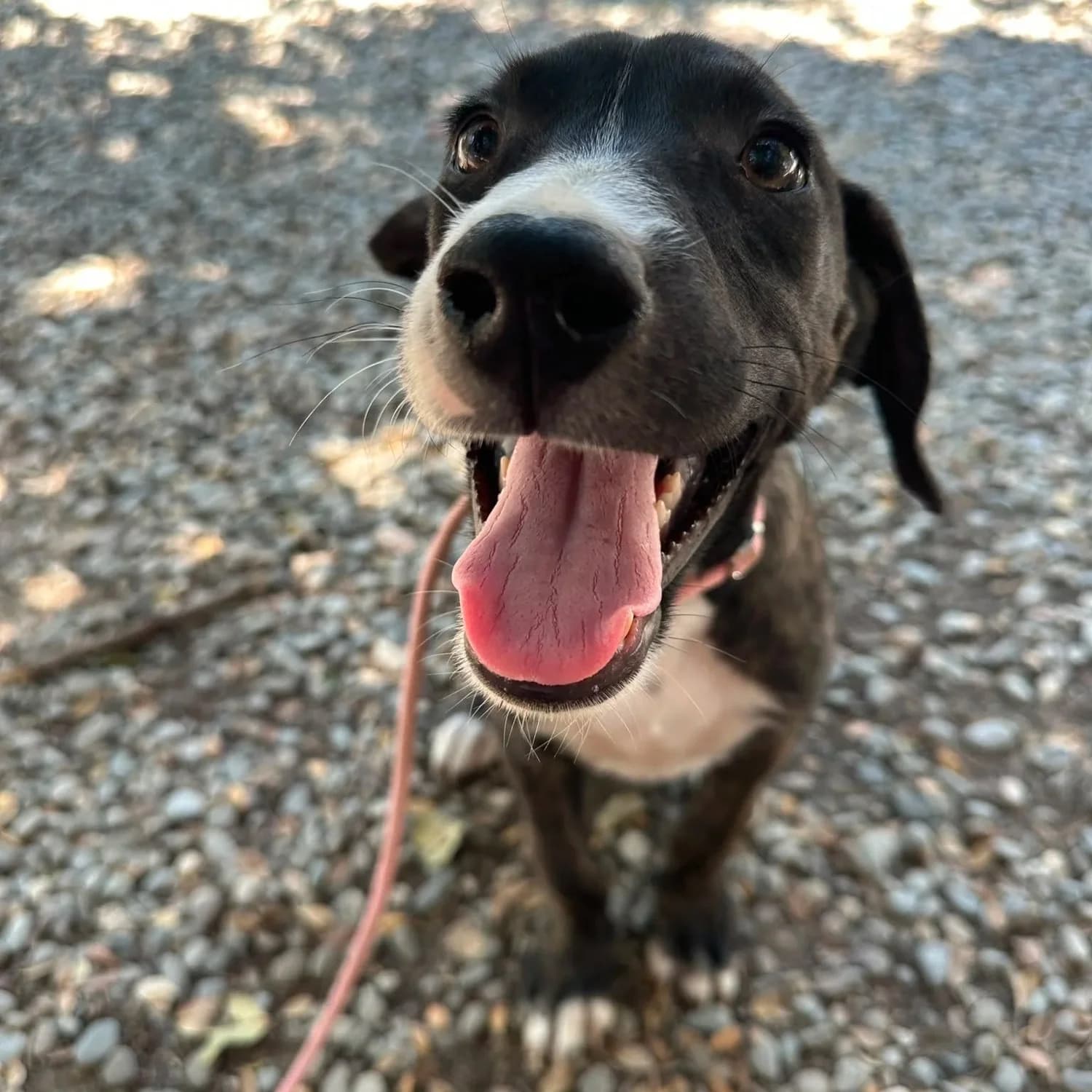 Gaia - Mixed Breed available for adoption