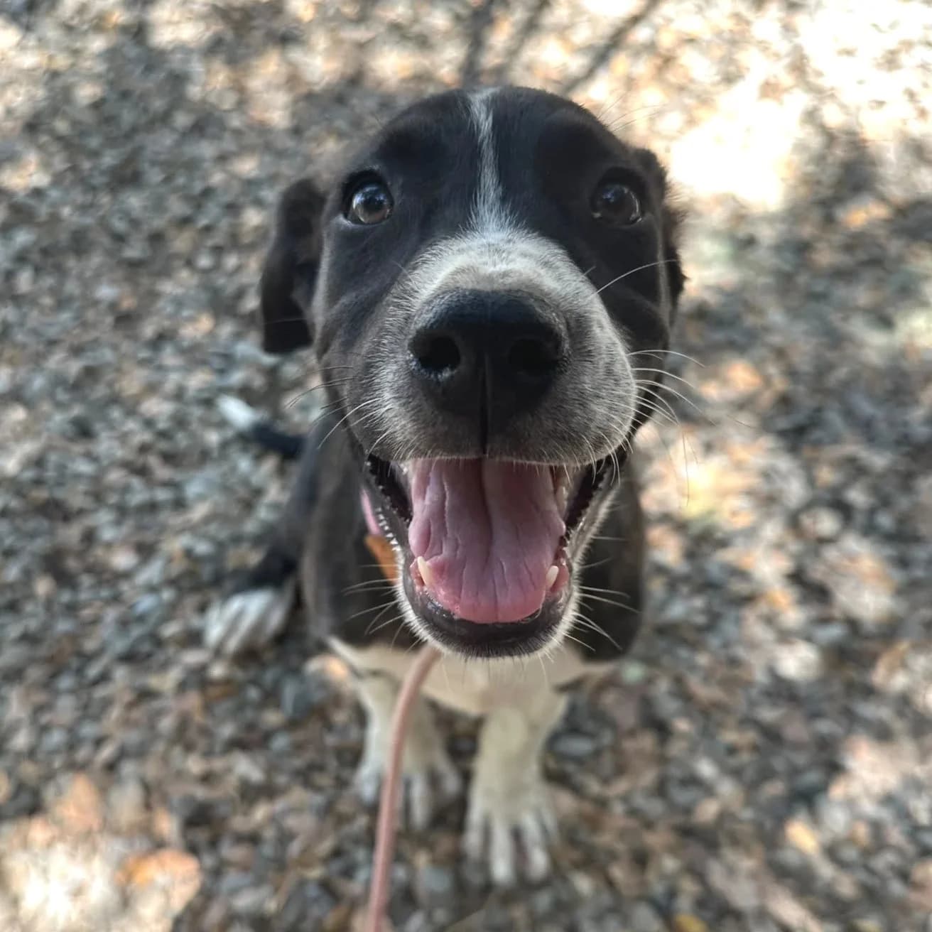 Gilly - Mixed Breed available for adoption