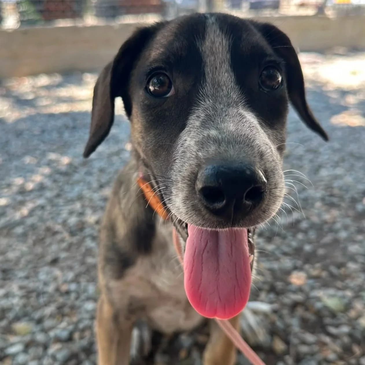 Gina - Mixed Breed available for adoption