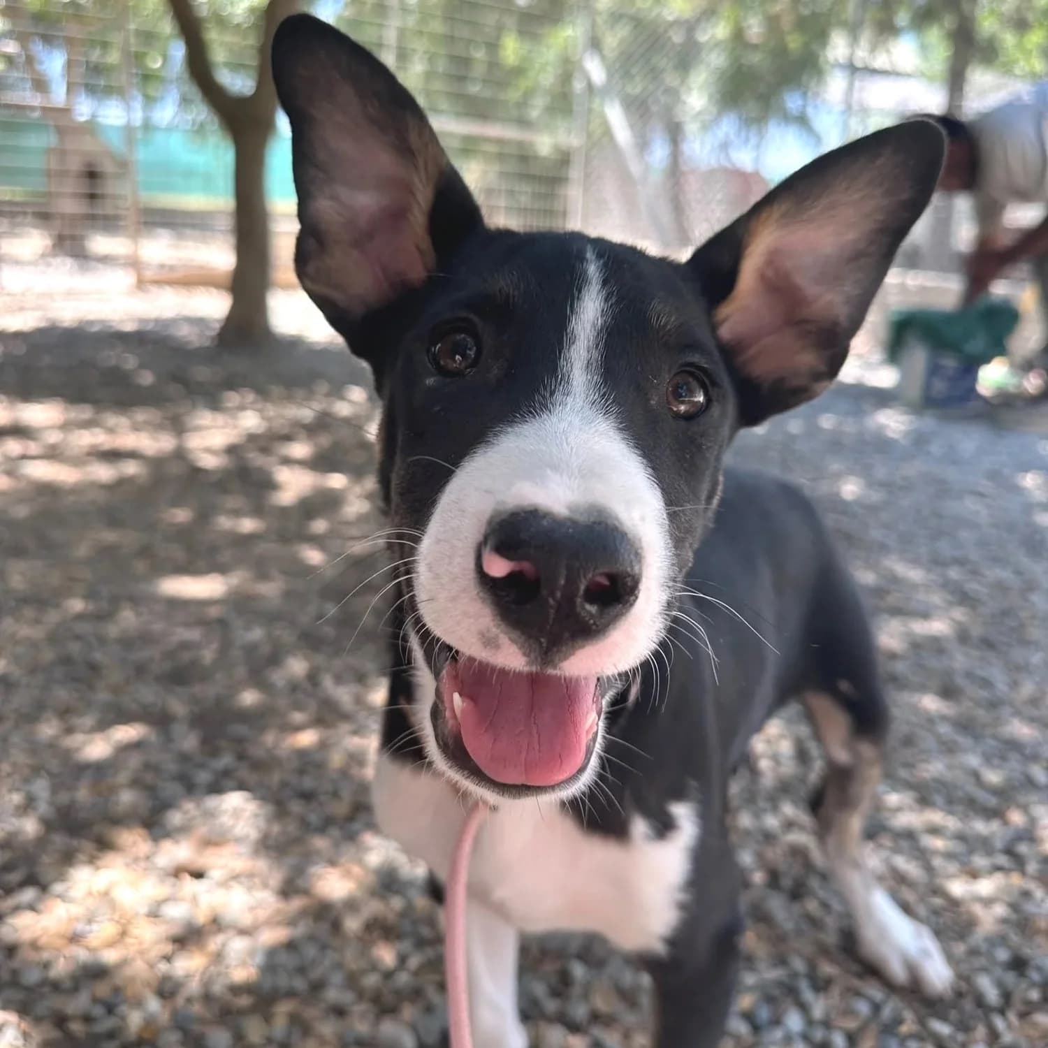 Grant - Mixed Breed available for adoption