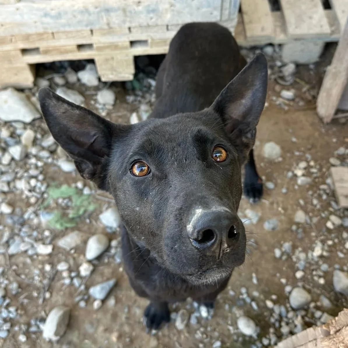 Indie - Mixed Breed available for adoption