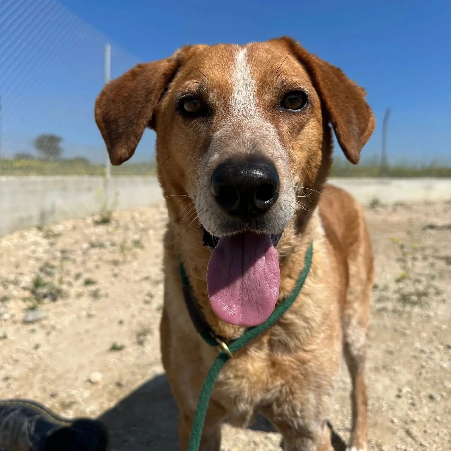 Lykos - Mixed Breed available for adoption