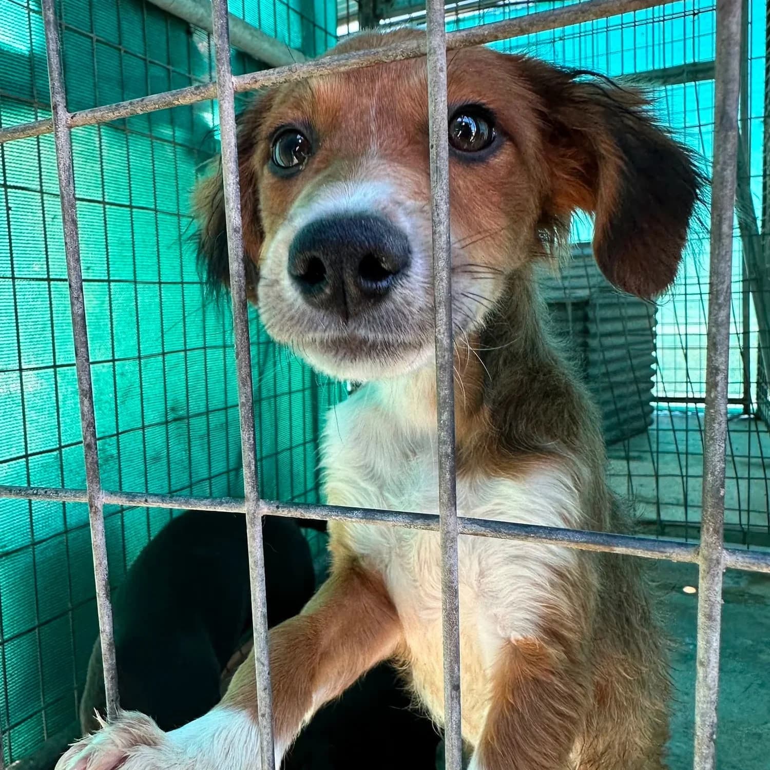Mika - Mixed Breed available for adoption
