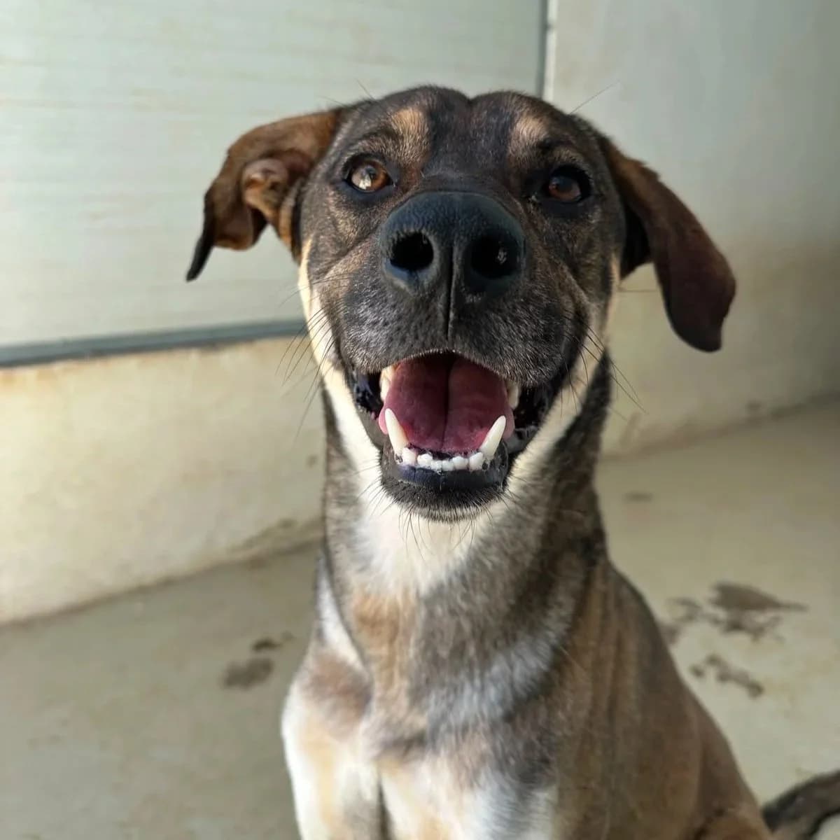 Noah - Mixed Breed available for adoption