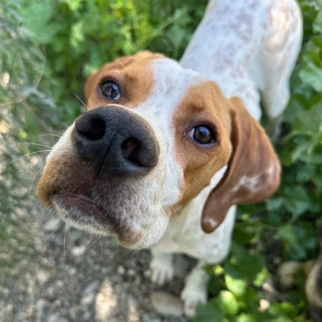 Remi - Mixed Breed available for adoption