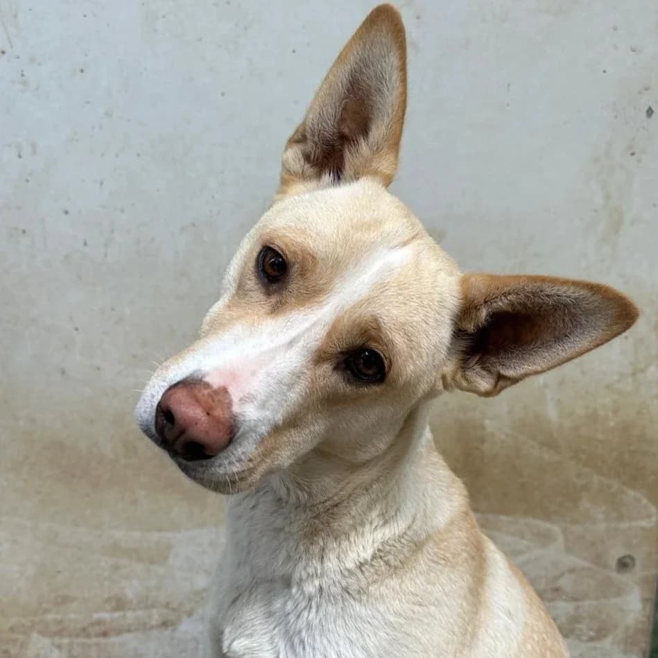 Tara - Mixed Breed available for adoption
