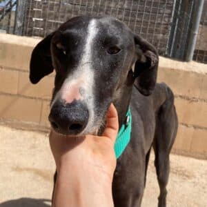 Alatriste - Galgo Español available for adoption