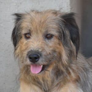 Anastasia - Mixed Breed available for adoption