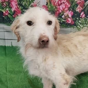Angel - Mixed Breed available for adoption