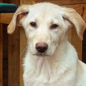 Asland - Mixed Breed available for adoption