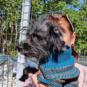 Athena - Mixed Breed available for adoption
