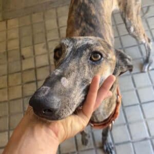 Bengala - Galgo Español available for adoption