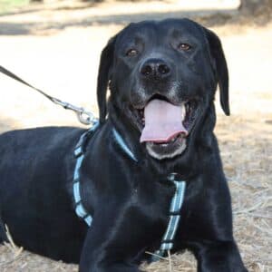 Bimba - Labrador Retriever available for adoption