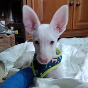 Bruma - Podenco Andaluz available for adoption
