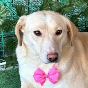 Camille - Mixed Breed available for adoption