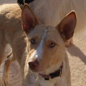 Cara - Podenco available for adoption