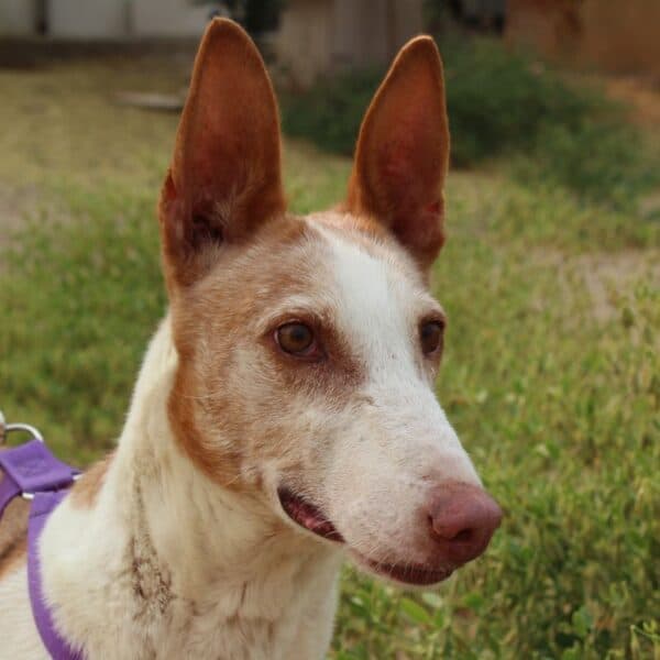Gitana