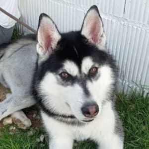 Indi - Mixed Breed (husky German Shepherd) available for adoption