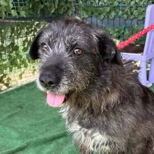 Leya - Mixed Breed available for adoption
