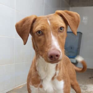 Loli - Podenco available for adoption