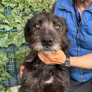 Luke - Mixed Breed available for adoption