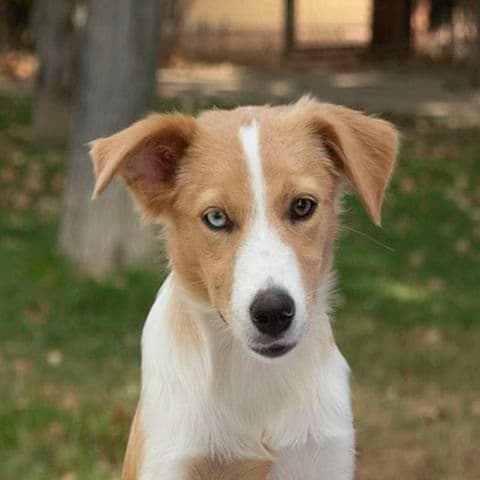 Nala