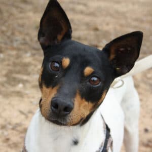 Neo - Bodeguero Andaluz available for adoption