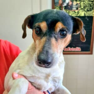 Nora - Bodeguero Andaluz available for adoption
