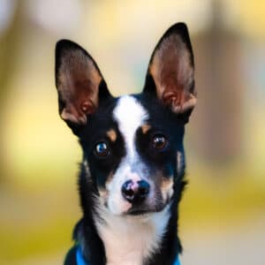 Nova
