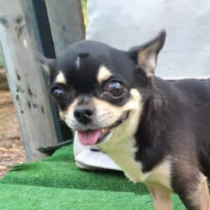 Pepa