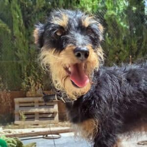 Roberta - Mixed Breed (possibly With Yorkshire Terrier) available for adoption