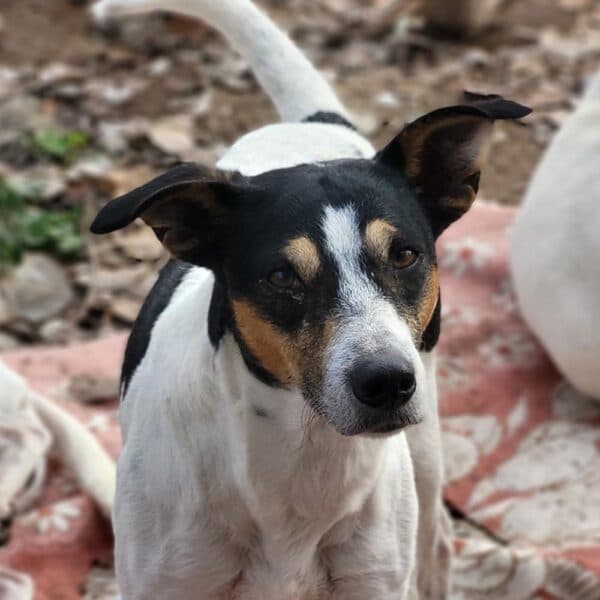 Sirio