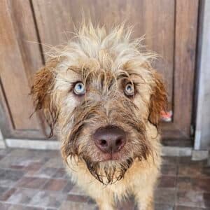 Sneezy - Mixed Breed available for adoption