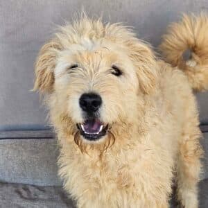 Snowwhite - Mixed Breed (vermutlich German Shepherd-mix) available for adoption