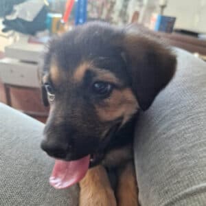 Sonic - Mixed Breed available for adoption